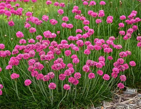 Armeria Maritima, Sea Thrift, Mexican Feather Grass, Easy Perennials, Sun Perennials, Coastal Gardens, Border Plants, Fence Ideas, Plant Combinations