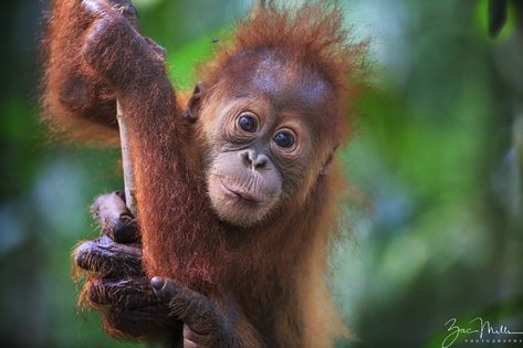 Orangutan Photography, Borneo Orangutan, Sumatran Orangutan, Monkey See Monkey Do, Baby Orangutan, Forest Home, Petting Zoo, Great Ape, Primates