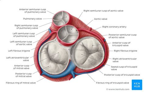 Heart Valves Anatomy, Diagram Of The Heart, Function Of The Heart, Anatomy Structure, Diagnostic Medical Sonography Student, Sonography Student, Cardiac Cycle, Heart Diagram, Tricuspid Valve