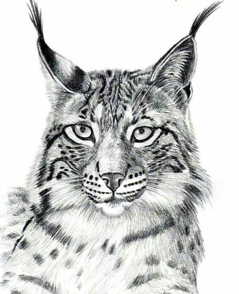 Bobcat Sketch, Tre Kunst, Cat Anatomy, Drawing Examples, Tattoo Graphic, Big Cats Art, Cool Pencil Drawings, Rabbit Art, Cat Artwork