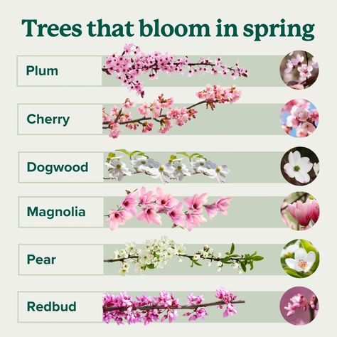 Bloom Watch! 🌸👀 Save this guide to identify the different types of flowering trees you see this spring. Ready to plant one of your own?… | Instagram