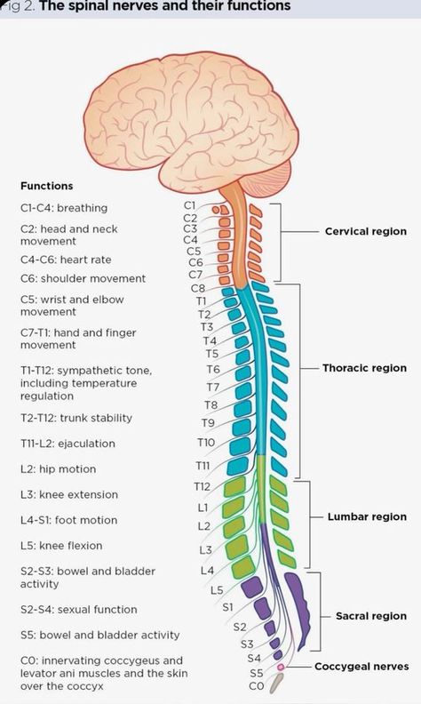 Spinal Nerves Anatomy, Spinal Flow, Spinal Anatomy, Anatomy Spine, Occupational Therapy Schools, Nerve Anatomy, Med School Study, Nursing Study Tips, Nursing Goals