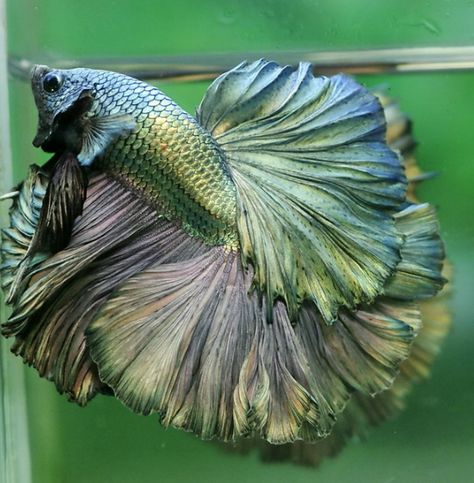 beautiful copper green hm betta Betta Fish Tank Ideas, Breeding Betta Fish, Betta Fish Types, Diy Fish Tank, Betta Fish Care, Pretty Fish, Betta Fish Tank, Beta Fish, Watercolor Fish