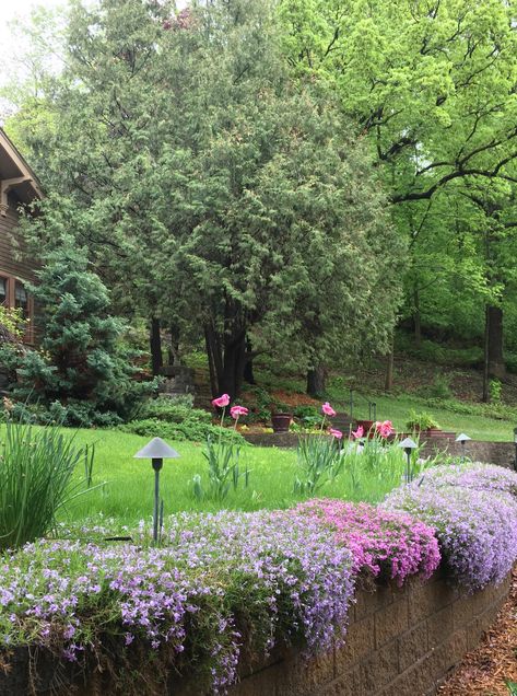 Creeping phlox softens retaining walls and adds beautiful spring color. Creeping Phlox Retaining Wall, Creeping Phlox Ideas, Retaining Wall Flower Bed Ideas, Retaining Wall Plants, Ranch House Landscaping, Amazing Landscaping Ideas, Phlox Flowers, Yard Inspiration, Creeping Phlox