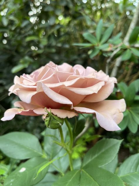 Rosa 'Koko Loko' - Xera Plants Koko Loko Rose, Floribunda Rose, Rose Recipes, Rose Care, Vase Shapes, Sweet Fragrances, Over It, Colorful Flowers, Plants