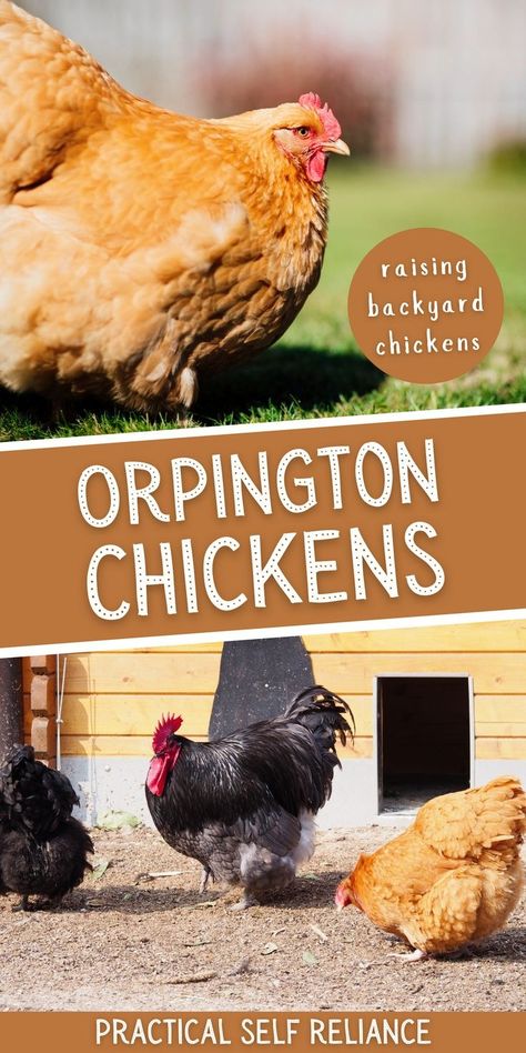 Lavender Orpington Chickens, Olive Egger Chicken, Chicken Breeds For Eggs, Orpington Chickens, Buff Orpington Chickens, Best Egg Laying Chickens, Buff Orpington, Chicken Coloring, Raising Farm Animals