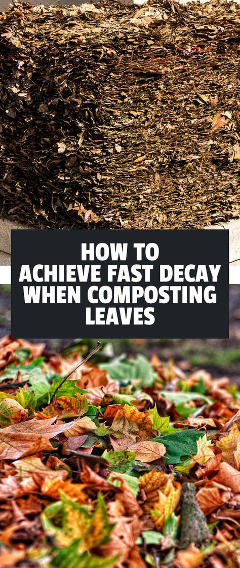 Leaves contain 80% of the nutrients and minerals in a tree...so let's get them in your soil! Learn how to compost leaves so they break down quickly. Composting Leaves, Leaf Compost, Leaf Mold, How To Compost, Composters, Organic Insecticide, How To Make Compost, Compost Soil, Organic Pesticide