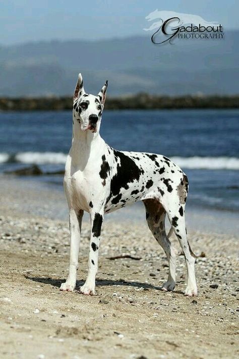 Mc Dogs Great Dane, Great Dane Spotted, Great Dane Cropped Ears, Spotted Great Dane, White Great Dane, Harlequin Great Dane, Harlequin Great Danes, Dane Puppies, Great Dane Puppy