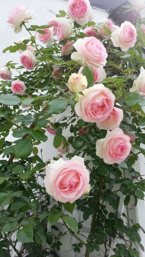 My Eden Rose... Eden Rose, Rose Gardening, Types Of Roses, Light Pink Flowers, Cat Air, Rose Wall, Garden Rose, Pink Garden, Beautiful Flowers Wallpapers