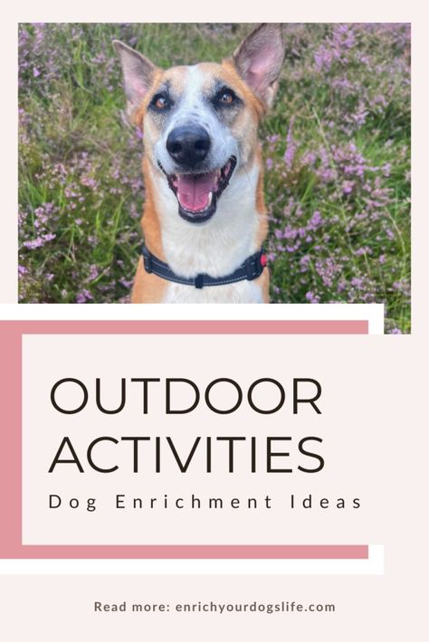 Fun Things to Do with your Dog Outdoors  Enrich Your Dog's Life  Canine Enrichment Ideas Dog Enrichment Activities, Outside Dog Enrichment, At Home Enrichment For Dogs, Canine Enrichment, Dog Enrichment Ideas Brain Games, Mental Enrichment For Dogs, Bred 4, Socializing Dogs, Agility Training For Dogs