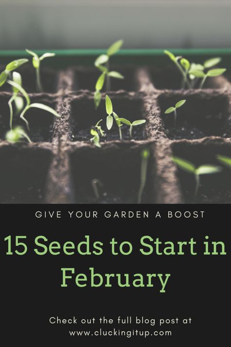 Seeds To Start In February, When To Plant Seeds, Planting Seeds Indoors, Vegetable Garden Planning, Starting Seeds Indoors, Vegetable Garden Diy, Veg Garden, Container Gardening Vegetables, Greenhouse Gardening