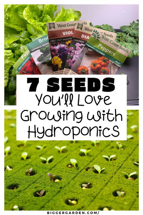 Uncover the 7 top hydroponic seeds for indoor gardening. This guide covers DIY hydroponic garden indoor setups, vertical hydroponic gardening DIY, and NFT hydroponics design. Learn about DIY aquaponics systems, permaculture techniques, and vegan homesteading for a successful aquaponic greenhouse. How To Make A Hydroponic Garden, Diy Hydroponics System, Best Plants For Hydroponic Gardening, Diy Hydroponic Garden Indoor, What To Grow In Hydroponics, Homemade Hydroponic System, Homemade Hydroponics, Vertical Hydroponics, Hydroponic Gardening Diy