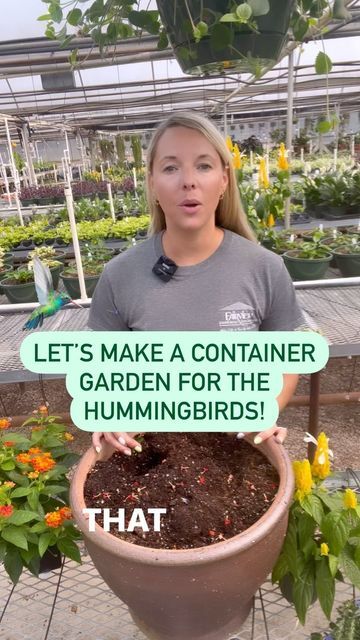 Fairview Garden Center on Instagram: "Let’s make a late summer container garden to attract hummingbirds! There are a ton of hummingbirds buzzing around our greenhouses every day. We picked a few of their favorite plants and put them all together in one arrangement. They should have a flower filled feast! 🌱 Shrimp Plant 🌱 Lantana 🌱 Blue Daze #hummingbird #hummingbirds #lantana #shrimpplant #bluedaze #containergarden #pollinators #pollinatorplants #containergardeningideas #containergardening" Hummingbird Bird Bath, Plants To Attract Hummingbirds, Shrimp Plant, Lantana Plant, Backyard Birds Sanctuary, Hummingbird Plants, Attract Hummingbirds, Pollinator Plants, Butterfly Plants