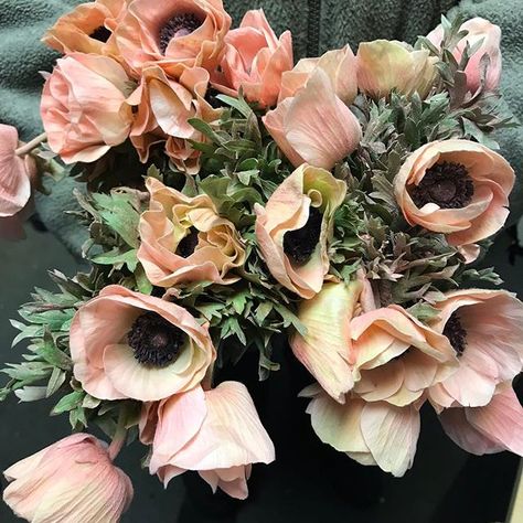 Peach Anemones from Florabundance Wholesale Blush Anemone, Anemone Centerpiece, Deep Purple Wedding, Baby Breath Flower Crown, Wedding Floral Arrangement, Spring Crops, Natural Blush, Anemone Flower, Fall Wedding Flowers