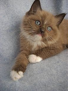 | OK.RU Marvelous Creations, Small Kitten, Cutie Cat, Ragdoll Kittens, White Kitten, Image Chat, Ragdoll Kitten, Kitty Party, Cuddly Animals