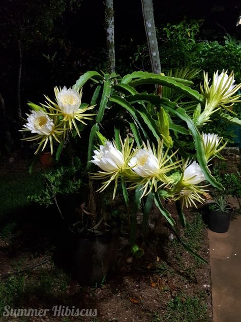 Nighttime Dragon Fruit Flower Blooms Fruit Inspiration, Dragon Fruit Flower, Summer Hibiscus, Dragon Fruit Plant, Alien Plants, Hibiscus Plant, Yellow Fruit, Another Day In Paradise, Fruit Flowers