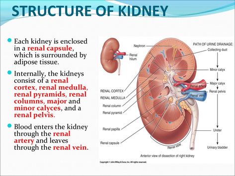 STRUCTURE OF KIDNEY Each kidney is enclosed in a renal capsule, which is surrounded by adipose tissue. Internally, the k... Kidney Notes, Professional Bedroom, Physiology Notes, Motivation Decor, Renal System, Cpc Exam, Medical Terminology Study, Bio Notes, Science Homeschool