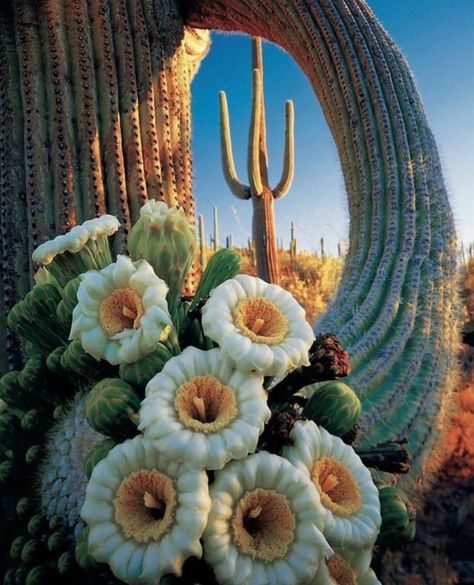 Spring Roadtrip 🌵🌸 Jack Dykinga, Tucson Mountain Park, Arizona, Courtesy of @arizonahighways #slowroads Blooming Cactus, Desert Flowers, Cactus Art, Cactus Flowers, Saguaro Cactus, Cactus Plant, Desert Plants, Cactus Garden, Cactus Flower