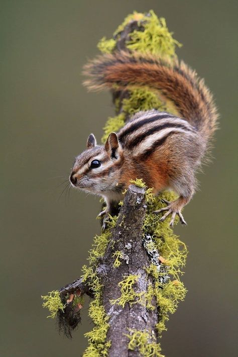 Wildlife Animals, National Park Service, Woodland Creatures, Rodents, Squirrels, Chipmunks, Woodland Animals, 귀여운 동물, Animals Friends