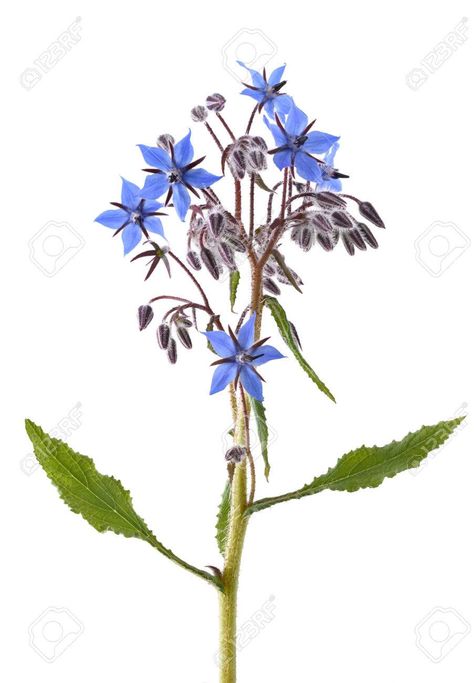 Borage Flower Drawing, Borage Flower Tattoo, Borage Tattoo, Cottagepunk Aesthetic, Cornflower Tattoo, Borage Plant, Cosmetic Inspiration, Herb Art, Inner Arm Tattoo