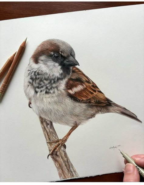 Bird Painting Acrylic, Painting Birds, Bird Watercolor Paintings, Colored Pencil Artwork, Nature Art Painting, Color Pencil Art, Color Pencil Drawing, Bird Drawings, Bird Illustration