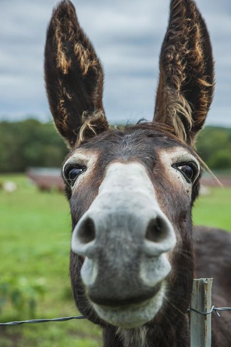 Donkey Face, Animal Close Up, Animal Noses, Cute Donkey, A Donkey, Animal Faces, Animal Photo, 귀여운 동물, Beautiful Horses