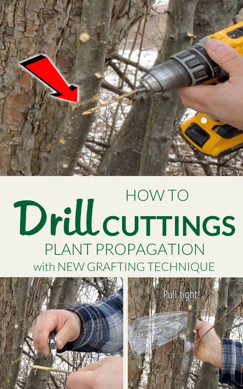 How To Graft Apple Trees, Apple Tree Grafting, Propagating Apple Trees From Cuttings, How To Graft Fruit Trees, Grafting Trees, Growing Apple Trees, Plant Grafting, Tree Grafting, Apple Tree From Seed