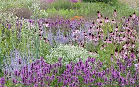 Naturalistic Garden, Prairie Planting, Dutch Gardens, American Meadows, Prairie Garden, Growing Dahlias, Meadow Garden, Thriving Garden, Wildflower Garden