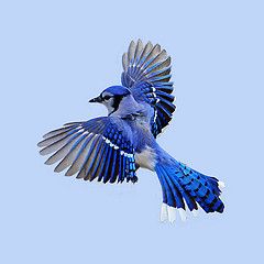 blue jay flying Blue Bird Flying, Flying Bird Tattoo, Flying Tattoo, Tattoo Animal, Blue Jay Bird, Photo Animaliere, Desen Realist, Sustainable Denim, Bird Flying