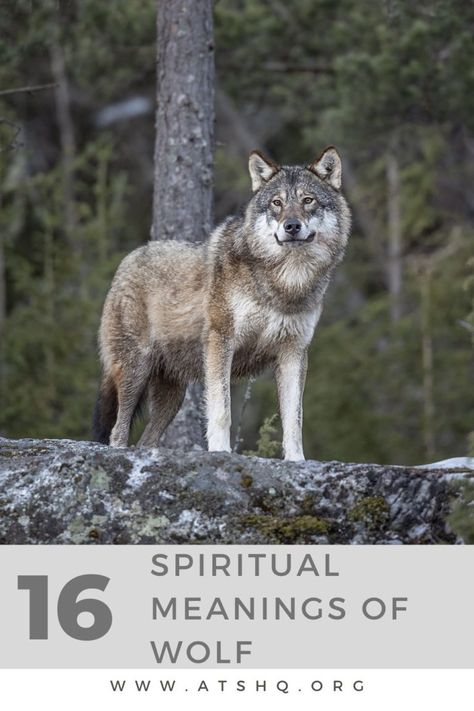 16 Spiritual Meanings Of Wolf Wolf Meaning, Spirit Animal Tattoo, Wolf Symbolism, Wolf Tattoo Meaning, Baby Wolves, Totem Tattoo, Animal Meanings, Wolf Totem, Christian Stories