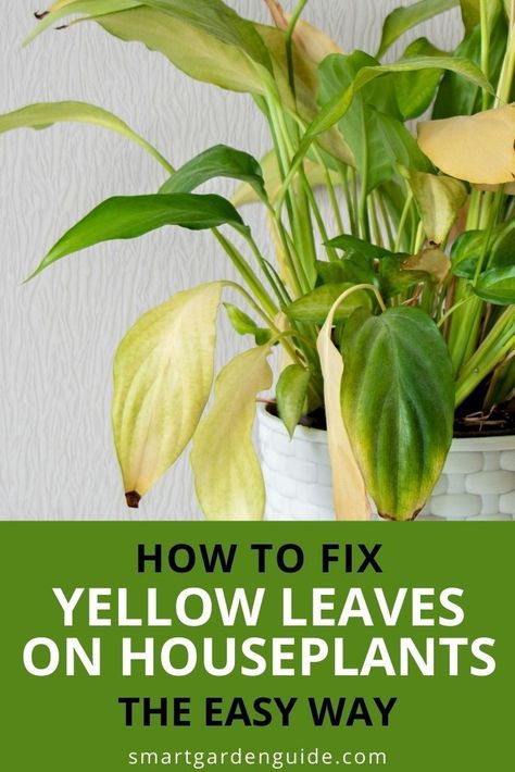 Yellow Indoor Plants, Sick Plant Leaves, Why Are My Plants Turning Yellow, Yellow Leafs On Plant, Yellow Plant Leaves, Yellowing Leaves On Plants, Plant Leaves Problems, Yellow Leaves On Plants, Houseplant Propagation