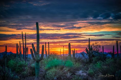 ***Tucson Sunset (Arizona) by Derek Burdeny on 500px 🇺🇸 Desert Sunset Photography, Tucson Sunset, Arizona Sunrise, Arizona Sunset, Arizona Landscape, Desert Life, Desert Art, Desert Painting, Desert Sunset