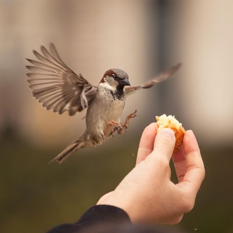 Nest Images, Magical Nature, Bird Quotes, House Sparrow, Bird Flying, Sparrow Bird, Nature Tour, Bird Wallpaper, Nature Birds