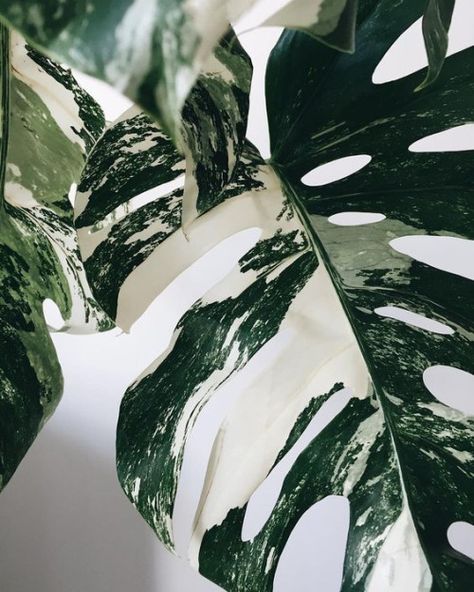 lifeasawaterelement: Monstera Variegata (via @littleandlush) Tumblr, Plants, Green, White, Black, Instagram