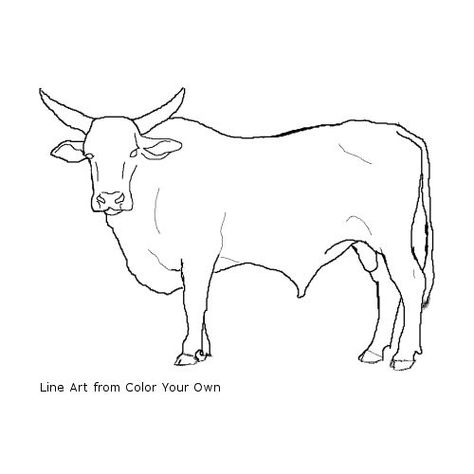 How To Draw Bull, Bull Drawing Simple, Cattle Drawing, Bull Outline, Bull Sketch, Bull Drawing, Black And White Line Drawings, Nguni Cattle, Bull Pictures