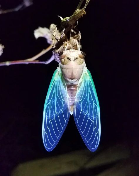 This awesome cicada I found tonight! (this isn't edited at all!) : awwnverts Velvet Worm, Leaf Footed Bug, Colorful Bugs, Kill It With Fire, Insect Wings, Moth Caterpillar, Singing Monsters, Blue Wings, Bugs And Insects