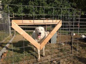 Goat Feeding Station, Simple Livestock Shelter, Corral Ideas, Goat Stanchion, Livestock Guardian Dog House, Animal Fencing, Farm Planning, Automatic Livestock Feeder, Livestock Guardian Dog Shelter