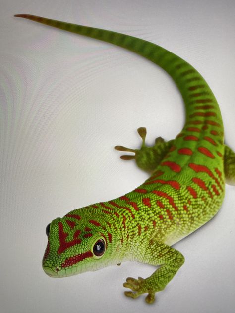 Giant day geckos are native to eastern Madagascar, but populations have been introduced to oceanic islands surrounding Madagascar, as well as to Hawaii and the Florida Keys. These lizards were likely first brought in as pets. Day Gecko, Reptile Art, Florida Art, The Florida Keys, Amazon Rainforest, Animal Photos, Cute Animal Photos, Lizards, Florida Keys