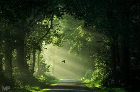 Spring Forest, Landscape Photography Nature, The Secret Garden, Forest Photography, Tree Forest, Perfect Timing, Landscape Wallpaper, Beautiful Wallpapers, Nature Photos