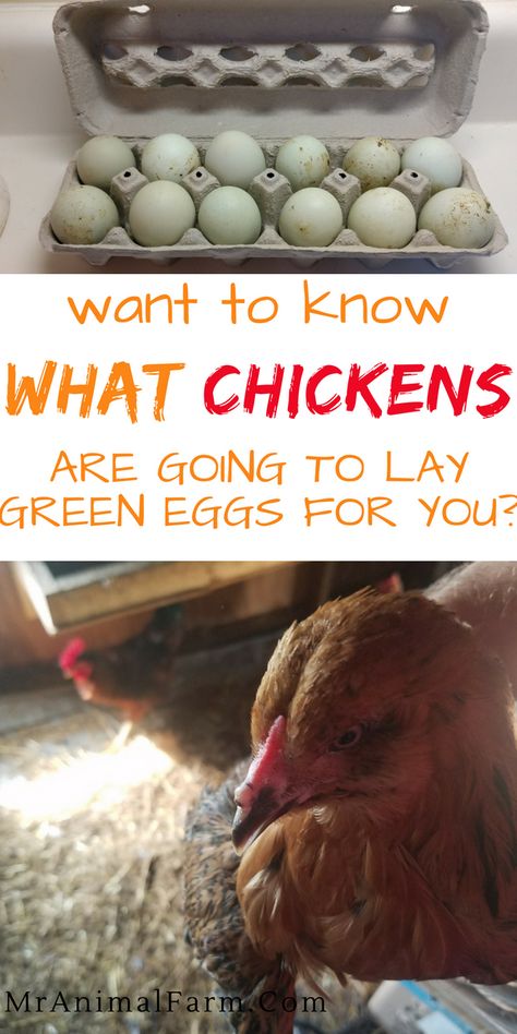 Chickens that lay green eggs. Sometimes your typical white or brown chicken eggs get a little boring. Spice up your egg color palette by bringing into your flock some chickens that lay green eggs. You'll love the variety! Best Chickens For Eggs, Egg Laying Hens, Urban Chicken Farming, Best Egg Laying Chickens, Chicken Barn, Egg Laying Chickens, Urban Chickens, Laying Hens, Keeping Chickens