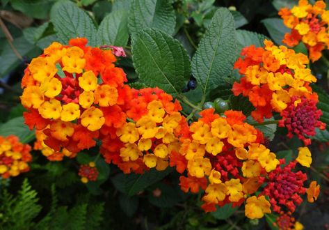 7 plantas de flor que son muy resistentes al calor: bonitas, coloridas y renovarán tu terraza o balcón Plantas Exterior, Petunias, Exterior, Plants