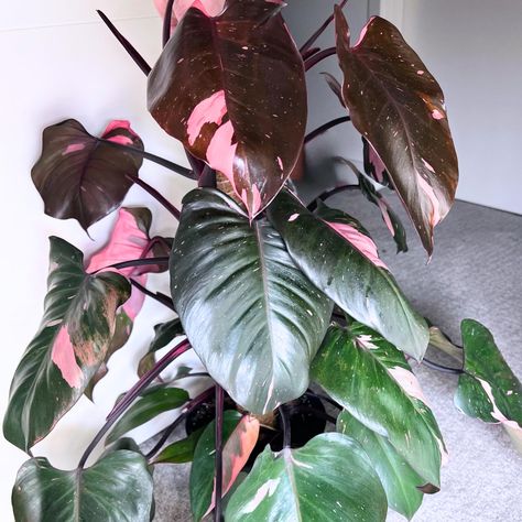 PRICES MAY VARY. Pink Philodendron Plant House Plant From 3 Inches Tall Bareroot For Planting Indoor Outdoor, Starter Plant Variegated philodendron, pink indoor houseplant Plant for homes with bright indirect light or low light Starter plant for growing Pink Philodendron Plant House Plant From 3 Inches Tall Bareroot For Planting Indoor Outdoor, Starter Plant Pink Philodendron, Plant Patio, Variegated Philodendron, Philodendron Plant, Plant House, Hanging Plants Indoor, Inside Plants, Year Book, 2024 Design