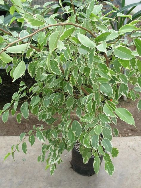 Variegated ficus benjaina with light green leathery leaves trimmed in white -Houseplant411.com Ficus Tree Indoor, Variegated Ficus, Low Light House Plants, Weeping Fig, Ficus Benjamina, Planting Design, Ficus Lyrata, Ficus Tree, Poisonous Plants