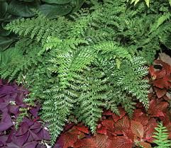 Austral Gem Fern House Plant, Indoor Decor, Fern, Indoor Plants, House Plants, Herbs, Toys, Plants, Flowers