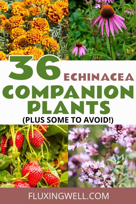 Discover the top companion plants and planting tips for echinacea to grow a vibrant, sustainable space that attracts bees and butterflies. Purple Coneflower Companion Plants, Echinacea Companion Plants, Planting Layout, Pollinator Garden Design, Companion Planting Chart, Companion Planting Vegetables, Companion Gardening, Purple Coneflower, Planting Tips