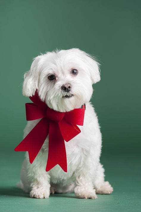 Dog Photography Christmas, Christmas Dog Photos, Christmas Pet Photoshoot, Christmas Dog Photoshoot, Pet Christmas Photos, Holiday Pet Photography, Christmas Dog Photography, Pet Photoshoot, Christmas Pet Photos