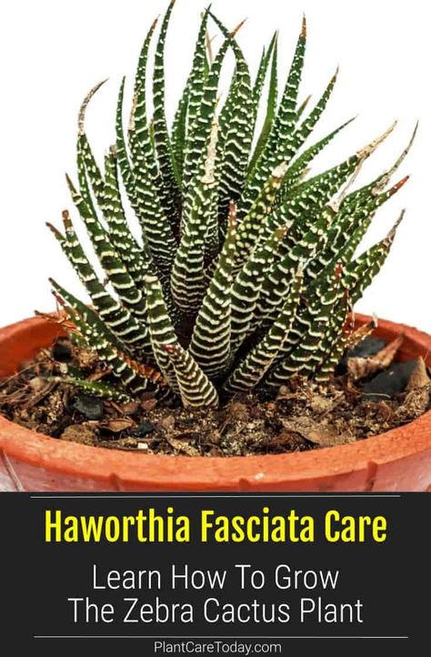 Haworthia fasciata (Zebra cactus) succulent plant, confused with Aloes, dark green leaves, horizontal stripes, low maintenance, drought tolerant [CARE INFO] Cactus Indoor Plant, Zebra Plant Care, Zebra Plant Succulents, Zebra Calathea, Zebra Succulent Care, Zebra Cactus, Hawthornia Succulent Care, Zebra Succulent, Haworthia Zebra Plant