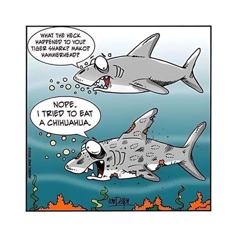 Shark Humor, Snarky Humor, Funny Cartoon Pictures, Humor Hilarious, You Make Me Laugh, Web Comics, Hilarious Funny, Funny Images Laughter, Funny Jokes For Adults