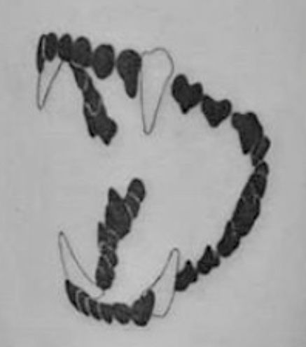 Cat Tooth Tattoo, Cat Teeth Tattoo, Dog Tooth Tattoo, Dog Teeth Tattoo, Teeth Tattoo, Cat Teeth, Tooth Tattoo, Dog Teeth, Learn To Draw