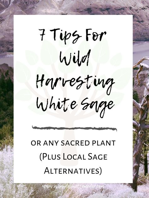 How To Harvest Sage Plus Sage Alternatives Near You — Amanda Linette Meder White Sage Plant, Sage Plants, Light Beings, Sage Plant, Space Clearing, Sage Smudging, Sacred Plant, Herbal Apothecary, Wild Harvest